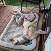 Photo of Tiger, The Greyhound