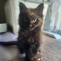 Photo of Coco Meet Me@Petstock Carrum Down Store