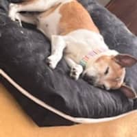 Photo of Jessie 