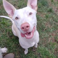 Photo of Marshmallow 