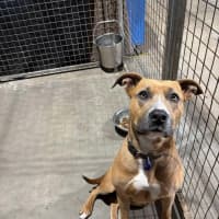 Photo of Tina   2.5 Year Old Staffy (On Trial)