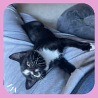 Photo of Tora