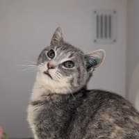 Photo of Mint