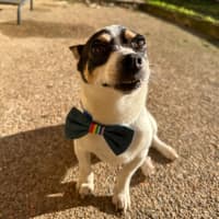 Photo of Mickey   6 Year Old Mini Fox Terrier