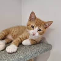 Photo of Donut