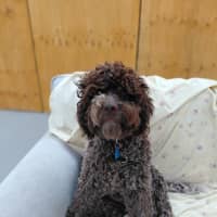 Photo of Truffle