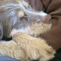 Photo of Daisy