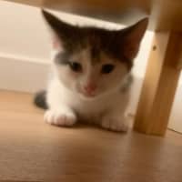 Photo of Ari And Gizmo