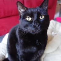 Photo of Salem
