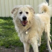 Photo of Buddy