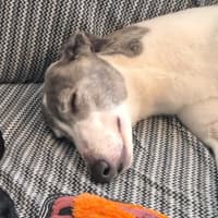 Photo of Pebbles