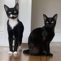 Photo of Blaire & Atlas 