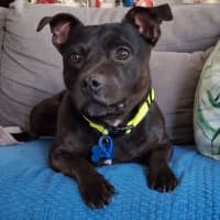 Photo of Zeke *$350 Adoption Fee*