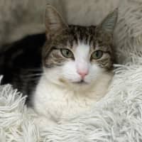 Photo of Sage