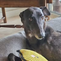Photo of Zara, The Greyhound