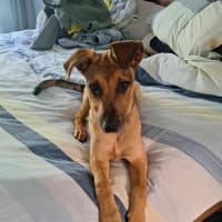 Photo of Gabby   5 Month Old German Shepherd X