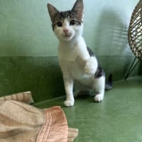 Photo of Comet