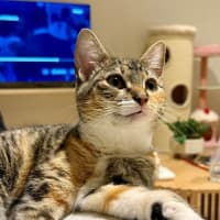 Photo of Maple
