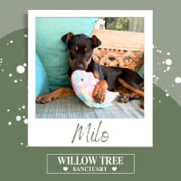 Photo of Milo