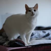 Photo of Waverley