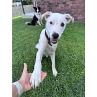 Photo of Brazil *$350 Adoption Fee*