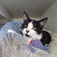 Photo of Strawberry Shortcake