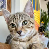 Photo of Atlas ** 2nd Chance Cat Rescue**