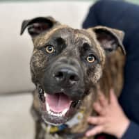 Photo of Digger