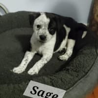 Photo of Sage