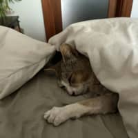 Photo of Pretzel