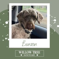 Photo of Benson