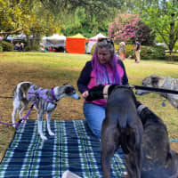 Photo of Ren   Tiny Whippet