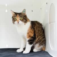 Photo of Miss Muffin (Missy)