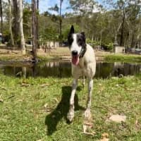 Photo of Perdita, The Greyhound
