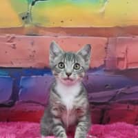 Photo of Penny