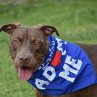 Photo of Turbo *$250 Adoption Fee*