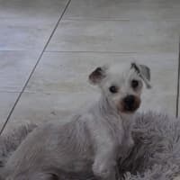 Photo of Alfie