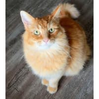 Photo of 11517   Pumpkin