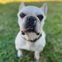 Photo of Frankie