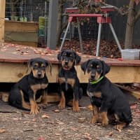 Photo of Anais Watterson