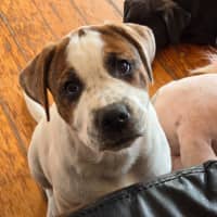 Photo of Beanie Baby