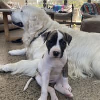 Photo of Lacey