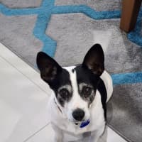 Photo of Jeff   11 Year Old Jack Russell (Trial 29/5)