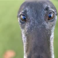 Photo of Duke