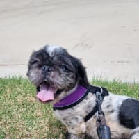Photo of Simon