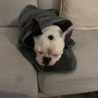 Photo of Kylo   5 Year Old French Bulldog 