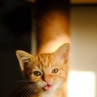Photo of Sesame