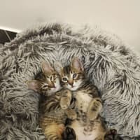 Photo of Bitsy