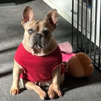 Photo of Luna Wensleydale
