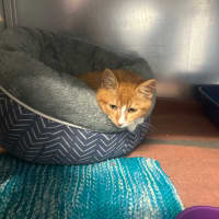 Photo of Moustachito